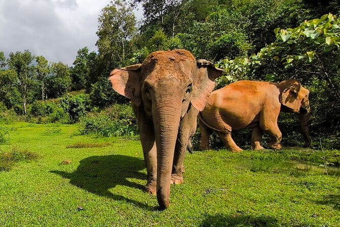 Chiang Mai Half Day Elephant Sanctuary Observation and Waterfall - Is $58.67 a fair price?