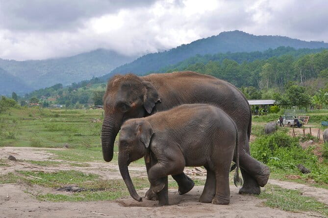 Chiang Mai Half Day Elephant Sanctuary Observation and Waterfall - Who should book this day trip?