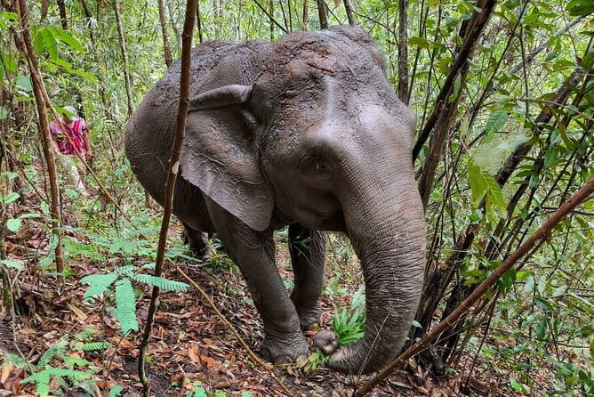 Chiang Mai Half Day Elephant Sanctuary Observation and Waterfall - The long ride from Chiang Mai into the hills