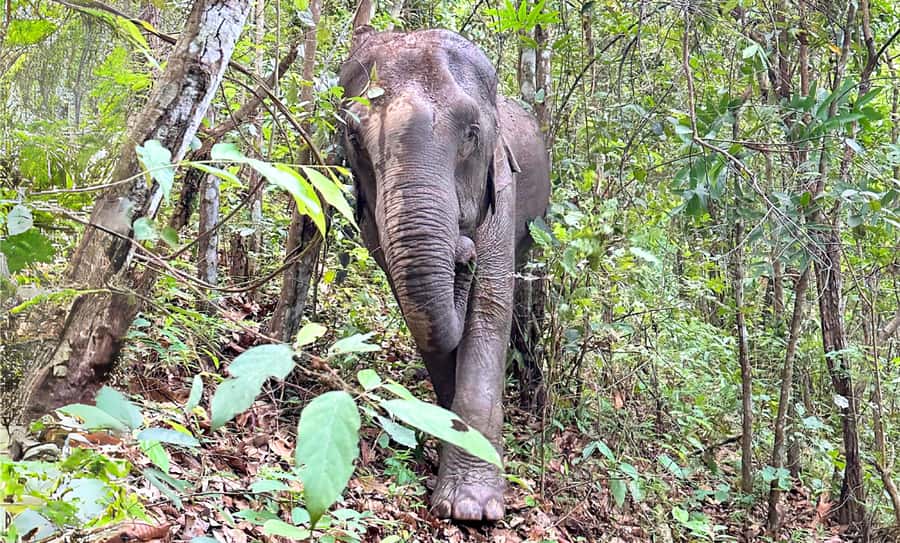 Chiang Mai: Inthanon, Ethical Elephant Sanctuary & Waterfall - My verdict: a strong choice for ethical wildlife and mountain scenery