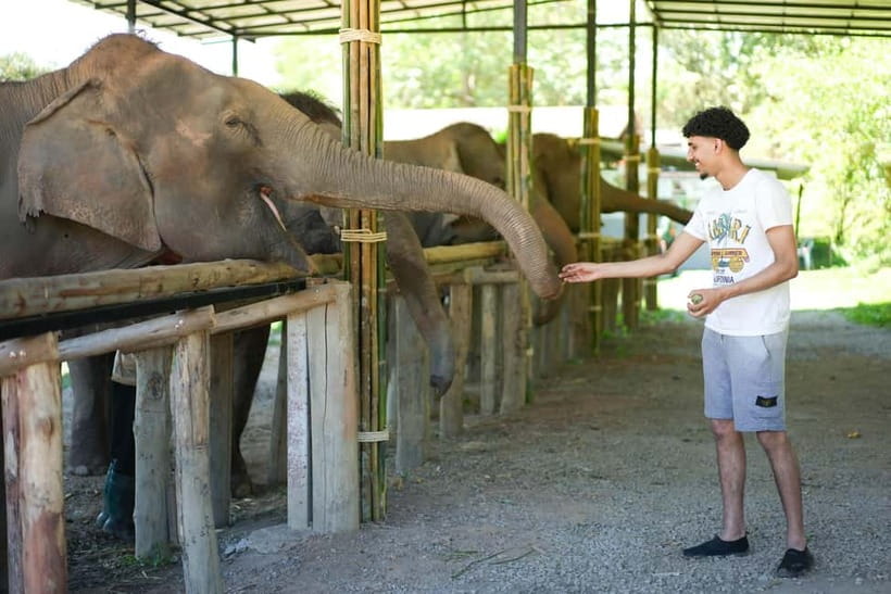 Chiang Mai: Jungle Jumbo Elephant Sanctuary with Waterfall - Five things to know before you book