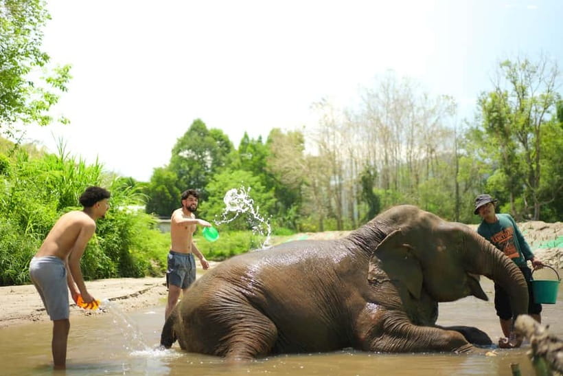 Chiang Mai: Jungle Jumbo Elephant Sanctuary with Waterfall - Pad Thai and the practical value of the price