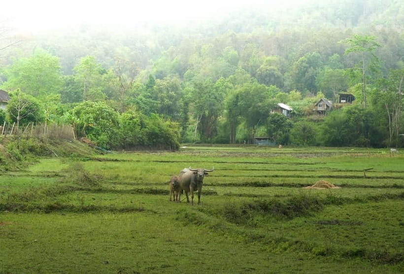 Chiang Mai: Jungle Jumbo Elephant Sanctuary with Waterfall - Who will enjoy this experience most