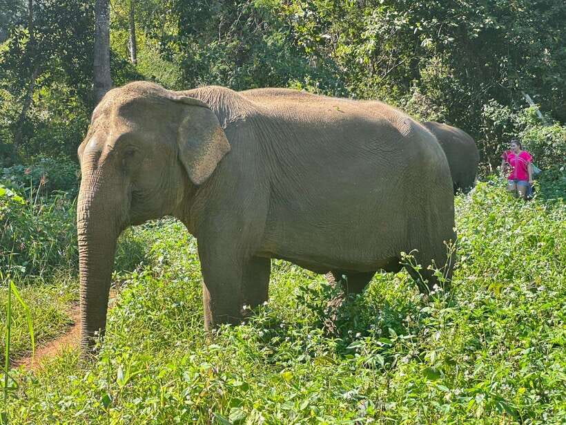 Chiang Mai Untouched Elephant: Nature Walk & Waterfall Trek - The river, mud spa, and natural bathing