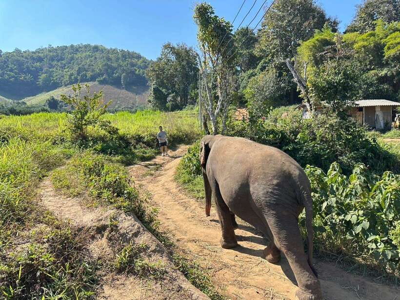 Chiang Mai Untouched Elephant: Nature Walk & Waterfall Trek - A home-cooked Thai lunch in the village