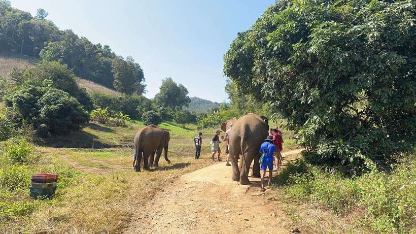 Chiang Mai Untouched Elephant: Nature Walk & Waterfall Trek - Life in the village after lunch
