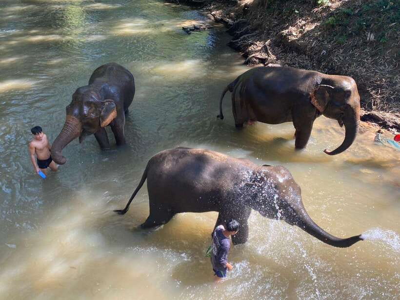 Chiang Mai Untouched Elephant: Nature Walk & Waterfall Trek - Meeting rescued elephants without a show