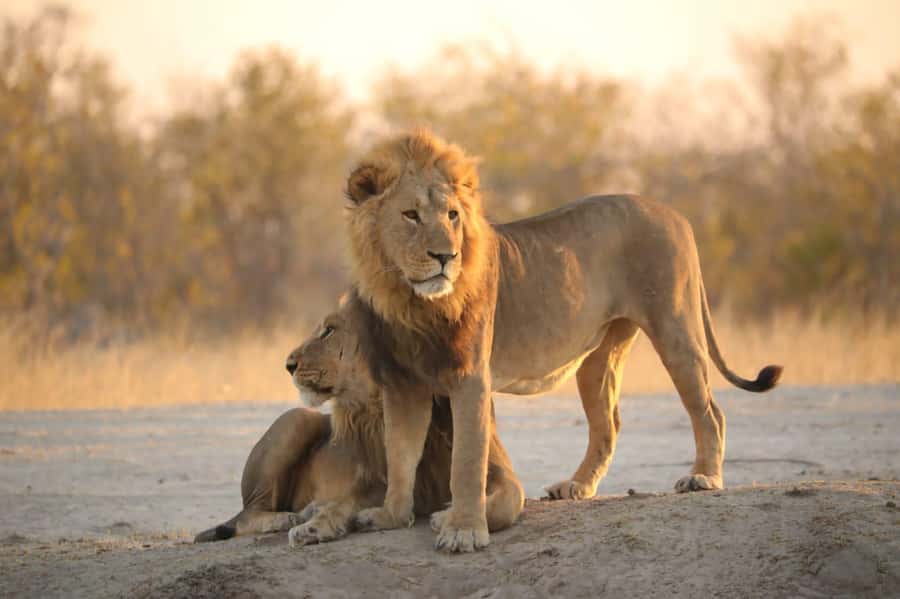 Chobe Day Trip - From Vic Falls - With Lunch (Buffet) - Why Chobe makes sense as a day trip from Victoria Falls