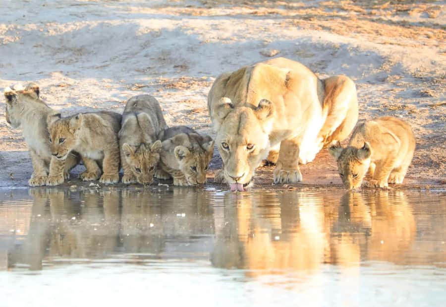 Chobe Day Trip - From Vic Falls - With Lunch (Buffet) - The morning game drive inside Chobe National Park