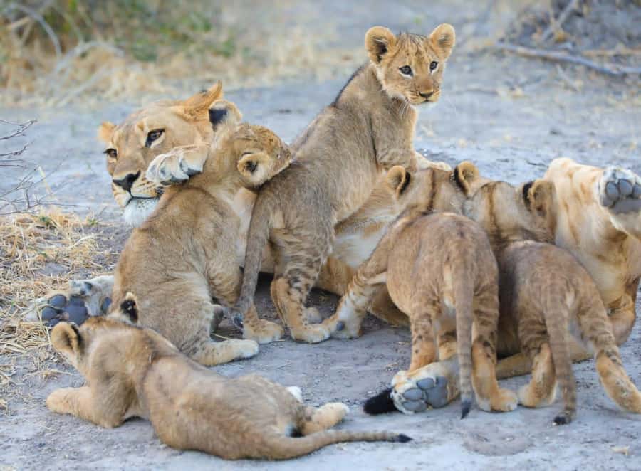 Chobe Day Trip - From Vic Falls - With Lunch (Buffet) - The Chobe River boat cruise