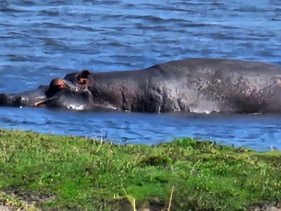 Chobe Day Trip - From Vic Falls - With Lunch (Buffet) - Leaving Victoria Falls and crossing into Botswana
