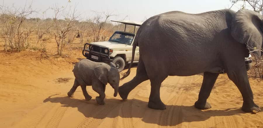 Chobe Day Trip from Victoria Falls, Zimbabwe - Should you book it?