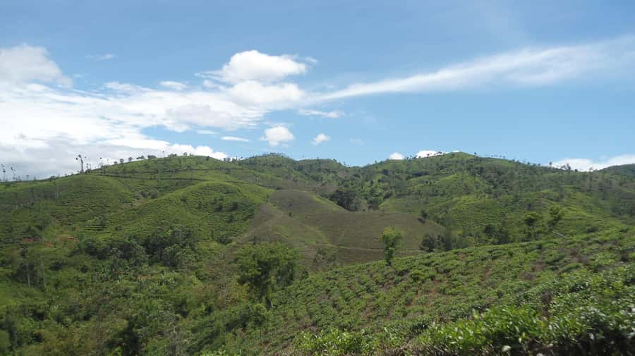 Cianjur: Full-Day Historical Tour of Gunung Padang and Falls - Tea fields across the Cianjur hills