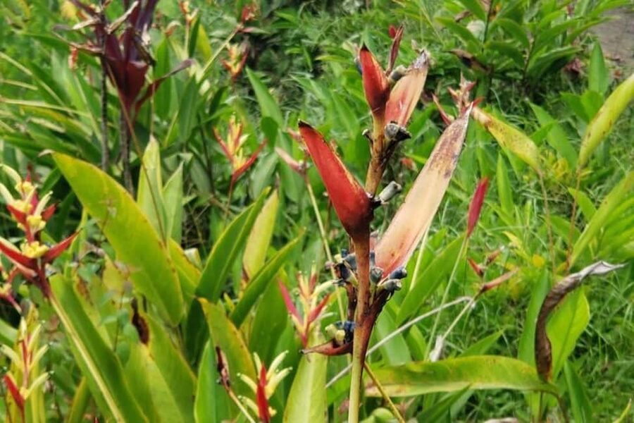 City Tour w/ Gardens, Volcano, Trafalgar Falls, Morne Bruce - What the guides add to the experience