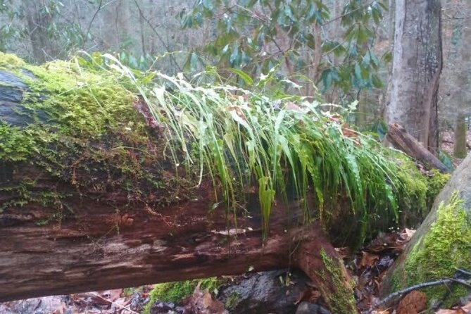 Clear Creek Falls Hike - Key points to know before you book