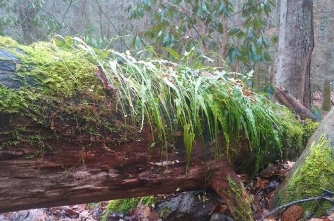 Clear Creek Falls Hike - Is $105 a fair price?