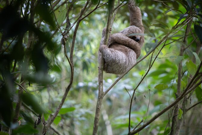 Coffee & Chocolate Tour+Sloths Park & Llanos de Cortez Waterfall - Lunch at El Sabor de Doña Carmen