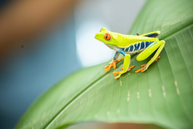Coffee & Chocolate Tour+Sloths Park & Llanos de Cortez Waterfall - Guides make or break this private day