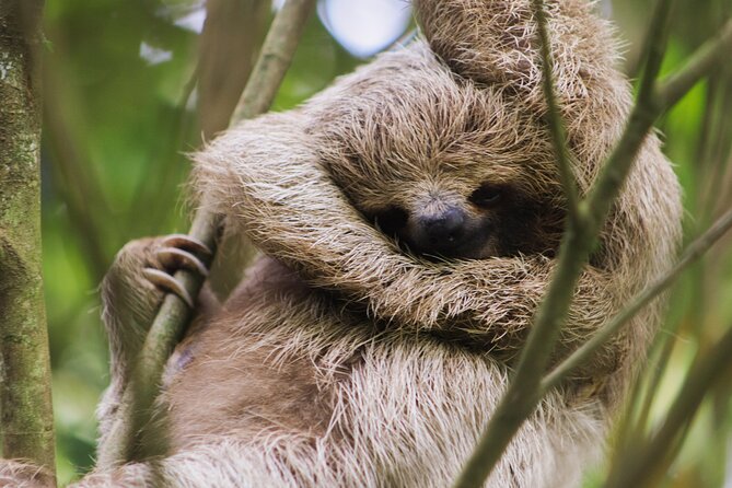Coffee & Chocolate Tour+Sloths Park & Llanos de Cortez Waterfall - Coffee and cacao in Bijagua, from crop to cup