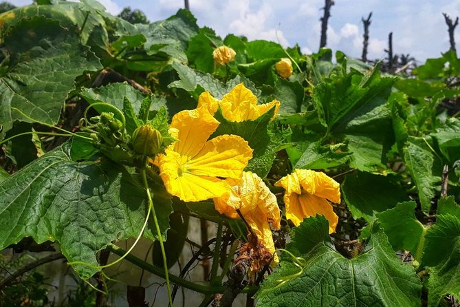 Cooking, Farming and Waterfall In Vietnam Countryside - A countryside day with real working parts