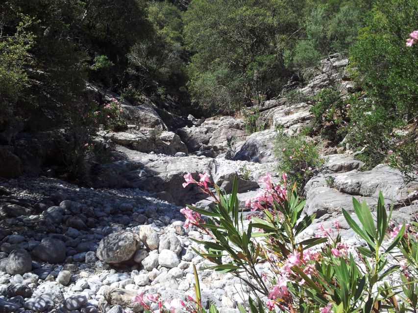 Crete: Richtis Waterfall Full-Day Tour with Olive Tasting - Olive oil tasting and the oldest tree