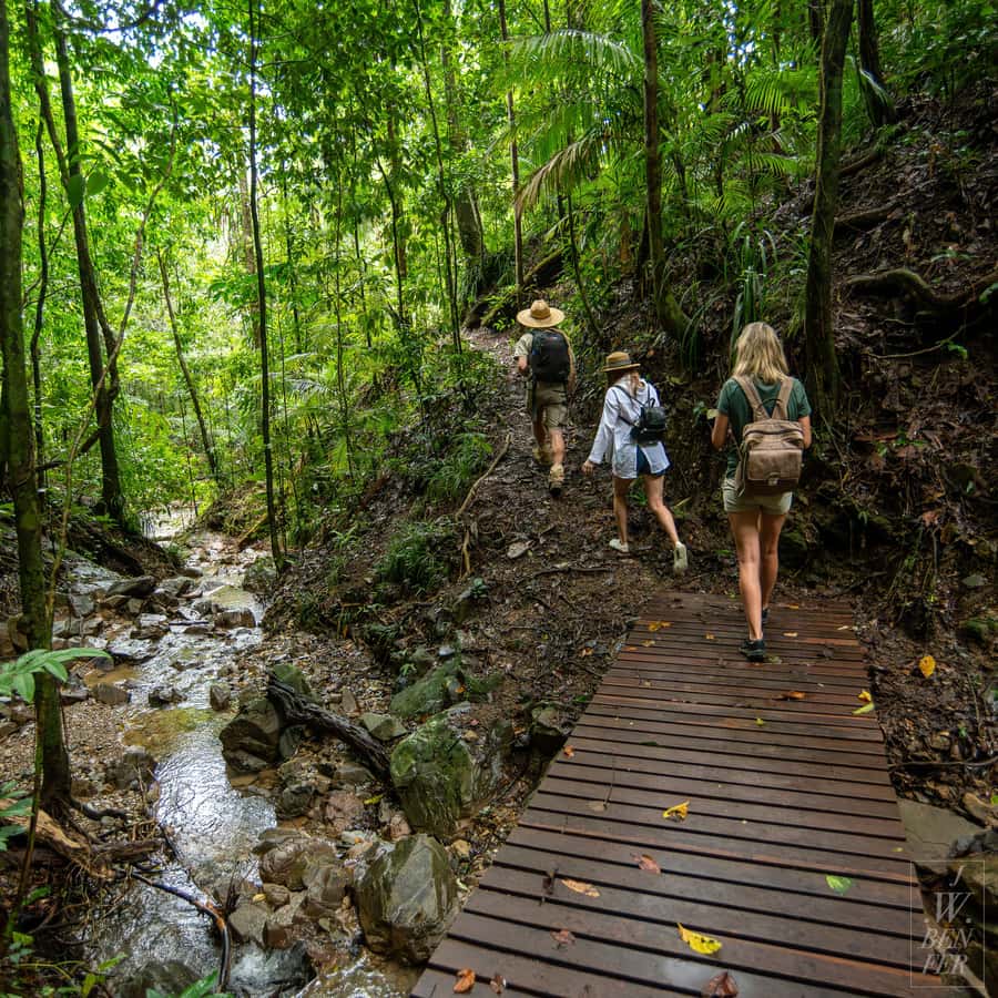 Daintree Rainforest: Magic Waterfall Walk with Lunch & Swim - Why this Daintree day feels different