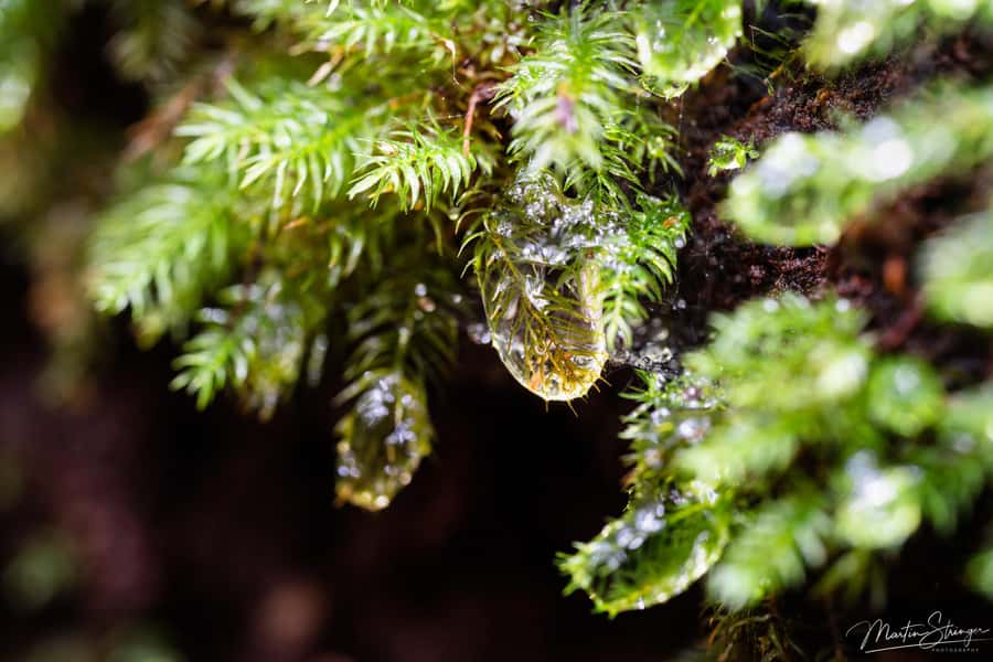 Daintree Rainforest: Waterfall Walk, Swim & Crocodile Cruise - Lunch at a rainforest restaurant