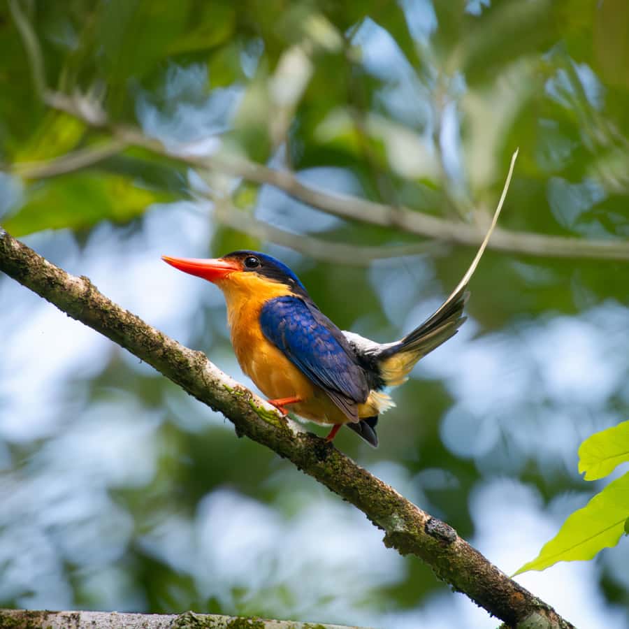 Daintree Rainforest: Waterfall Walk, Swim & Crocodile Cruise - The scenic drive from Port Douglas into the forest