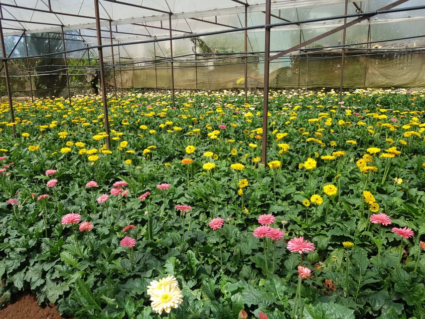 Dalat: Countryside Tour with Silk Village & Elephant Falls - Five things to know before you book
