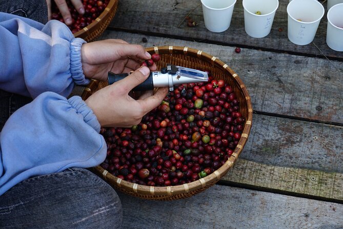 Dalat's countryside|Coffee Plantations Tour beyond Elephant falls - Starting with coffee varieties and tasting skills