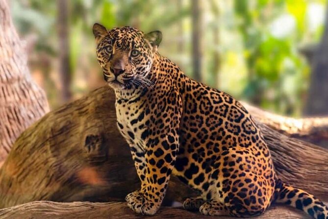 Day Tour: Doka Estate, Poás Volcano and La Paz Waterfalls - Five waterfalls and a wildlife sanctuary at La Paz