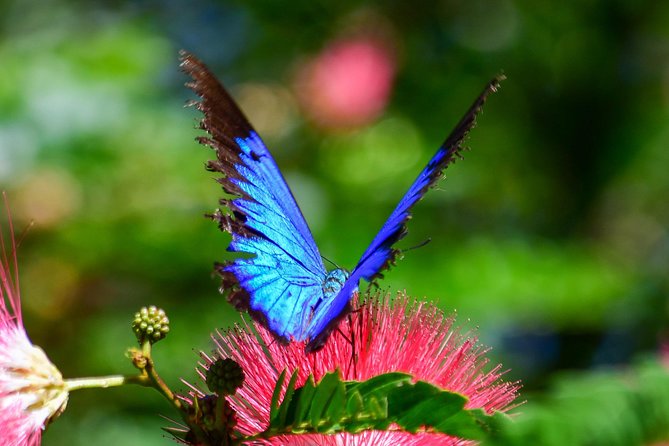 Day Tour to Paronella Park, Lake Barrine and Millaa Millaa Falls - Key points to know before booking