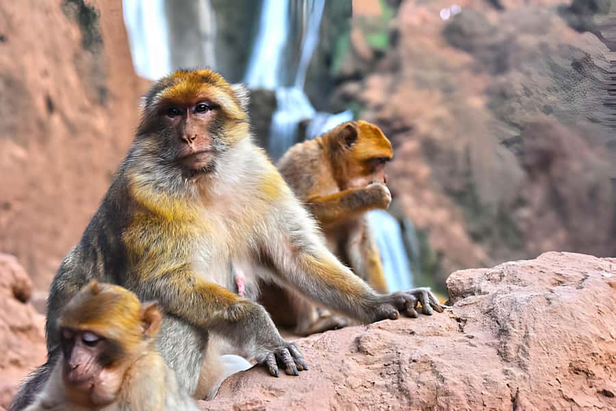 Day Trip To Ouzoud Waterfalls (Guide Hik & Boat option) - The Long Road From Marrakech to Ouzoud