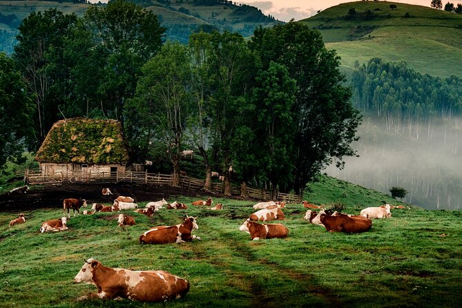 Discover Apuseni Mountains - Scarita Summit,Sipote Waterfall and Dumesti Village - Key points to know before booking