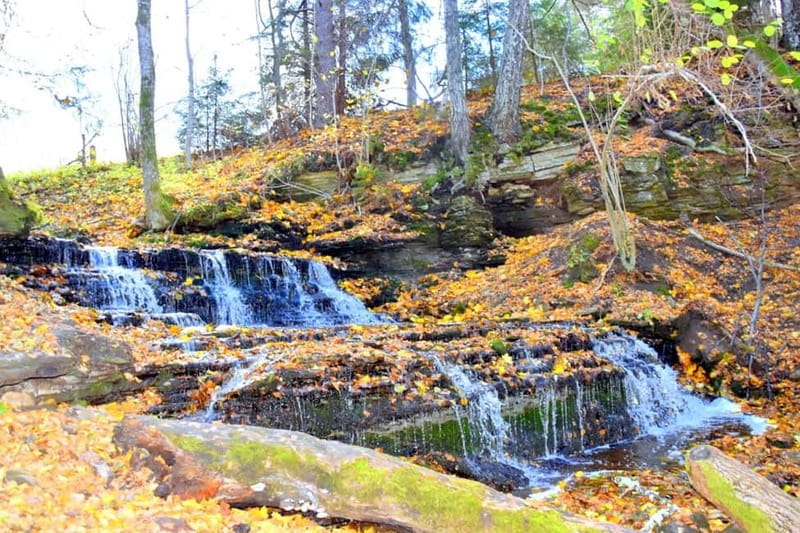 Discover Estonia–tour to Lahemaa with waterfalls and nature. - Viru bog: the tour’s most distinctive walk