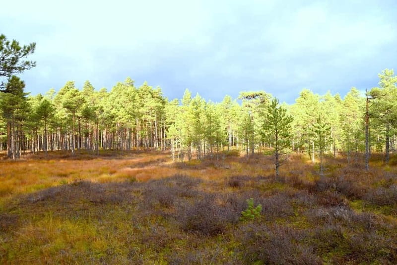 Discover Estonia–tour to Lahemaa with waterfalls and nature. - Lahemaa National Park brings variety without a rushed schedule