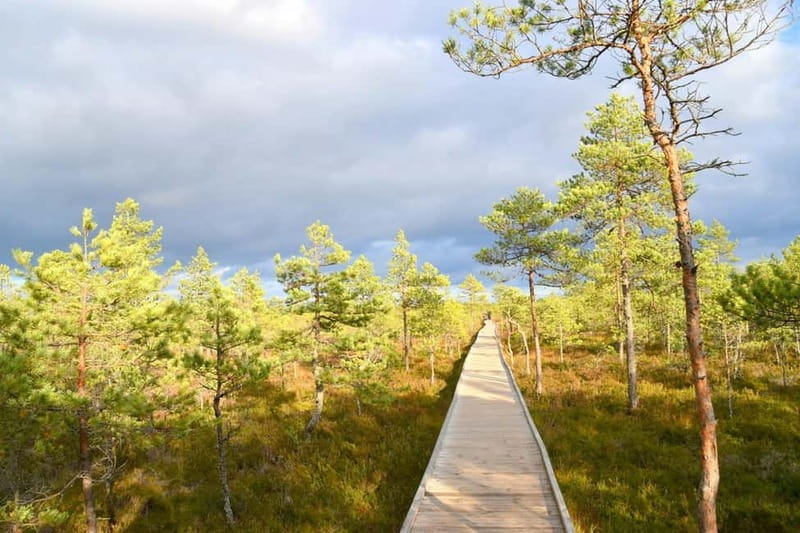Discover Estonia–tour to Lahemaa with waterfalls and nature. - The drive from Tallinn gives the tour its rhythm