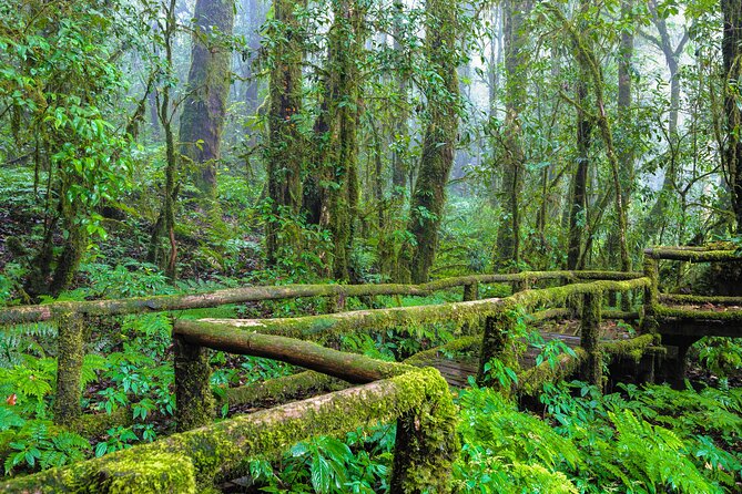 Doi Inthanon National Park, Waterfall & Royal Project Day Tour From Chiang Mai - Lunch, local tastes, and the pace of the day