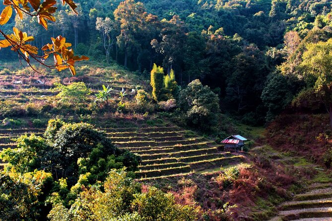 Doi Inthanon National Park, Waterfall & Royal Project Day Tour From Chiang Mai - Guides, drivers, and the small-group experience