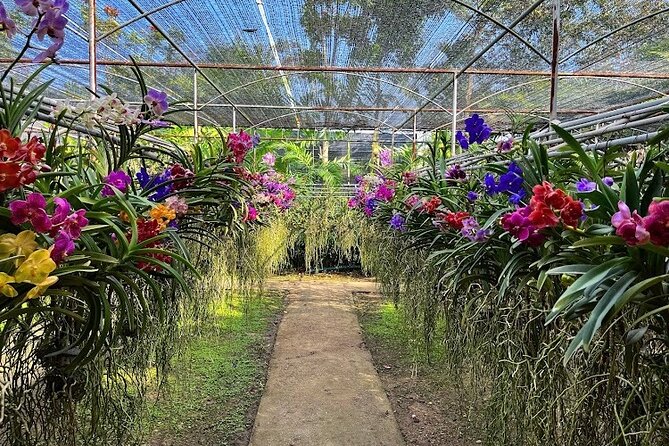 Doi Suthep Temple, Pha Lat Temple, Sticky Waterfall, Orchid farm - Climbing Bua Thong Sticky Waterfalls