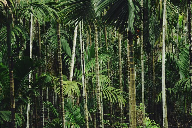 Dudhsagar waterfall wildlife & spice plantation Tour in Goa - Why the plantation visit works so well