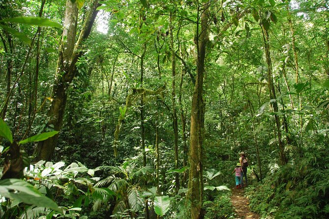 Ebano Waterfalls and Rainforest Safari Tour - A quiet rainforest outing near Quepos