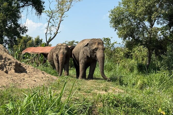 Elephant Sanctuary, Wat Ban Den & Sticky Waterfall - About $58.66 for a full day out