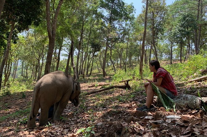 Elephant Sanctuary, Wat Ban Den & Sticky Waterfall - Climbing Bua Tong’s Sticky Waterfall