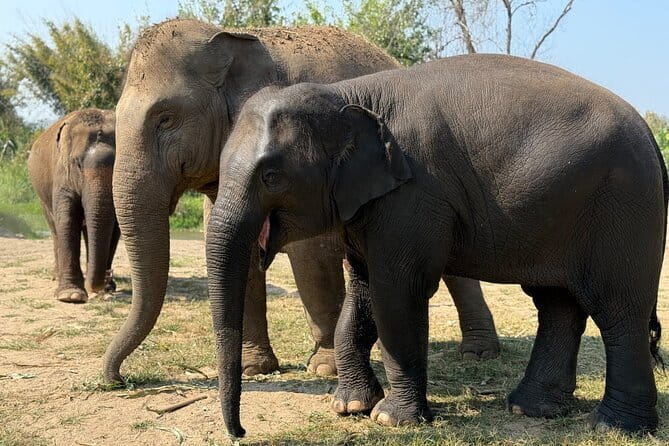 Elephant Sanctuary, Wat Ban Den & Sticky Waterfall - Three hours with rescued elephants at Pang Maidaeng