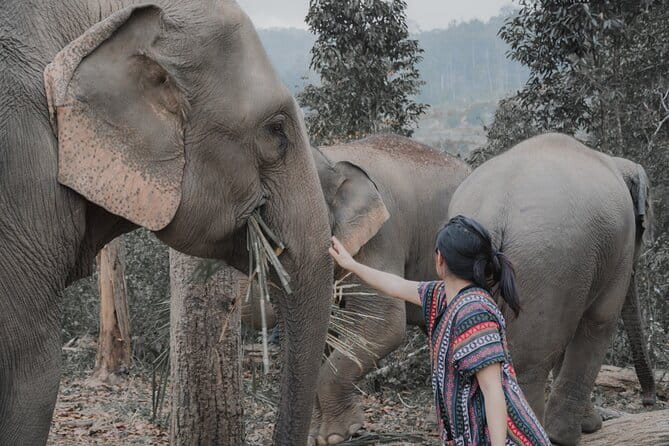 Elephant Sanctuary + Waterfall + Bamboo Rafting One Day Trip - Mae Wang Waterfall: a cool break, not the main event