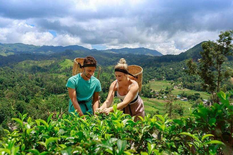 Ella: Little Adam's Peak, 9 Arch Bridge, Ravana Falls Tour - Halpewatte Tea Factory: the cultural stop