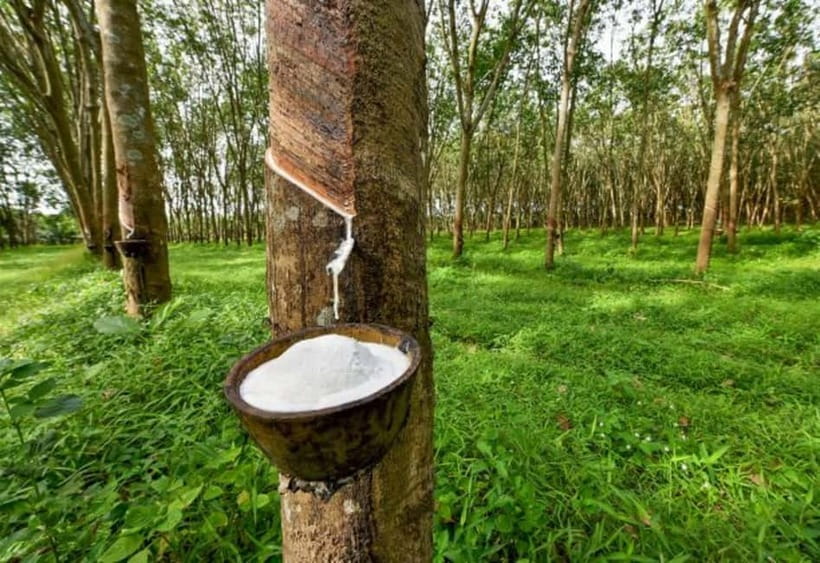 Ella: Tuk Tuk Tour to Diyaluma and Secret Waterfalls - What the $52 price really includes