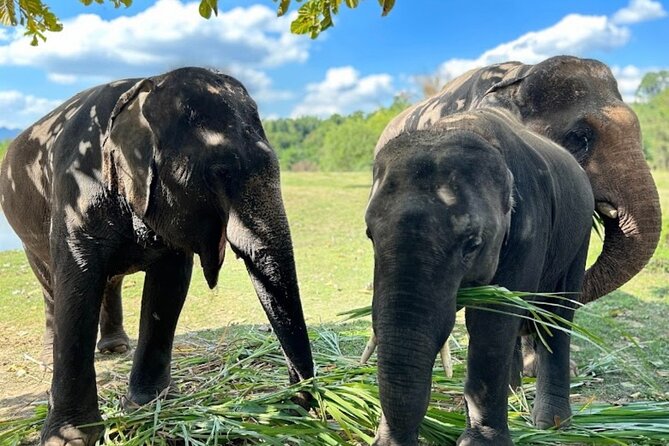 Erawan Waterfall and Elephant care from Bangkok -Private Tour - What Makes This Day Worth Considering