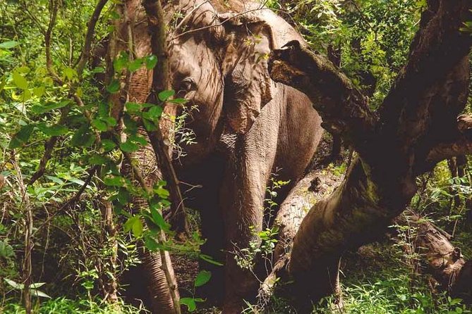 Erawan Waterfall and Elephant Care: Private Tour to Kanchanabur - The elephant sanctuary is the emotional high point